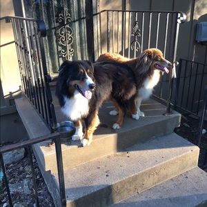 Meet your Posher, Missy